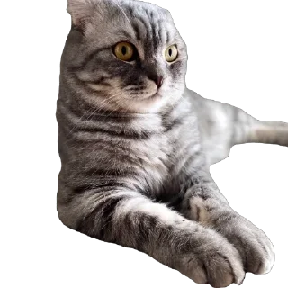 🫥 emoji Кит Telegram sticker 23 of 29