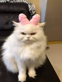 😠 emoji Funny Cats 😹 Telegram sticker 10 of 24