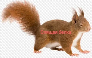 🌟 emoji Белка Telegram sticker 4 of 8