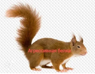 🌟 emoji Белка Telegram sticker 2 of 8