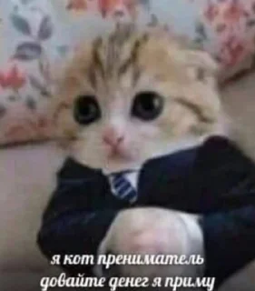 💵 emoji Котики2(@Gos_Aye) Telegram sticker 22 of 80