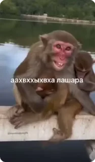 😏 emoji чо блен Telegram sticker 18 of 68