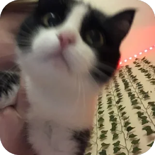 🐱 emoji мурка моя сладкая Telegram sticker 15 of 55