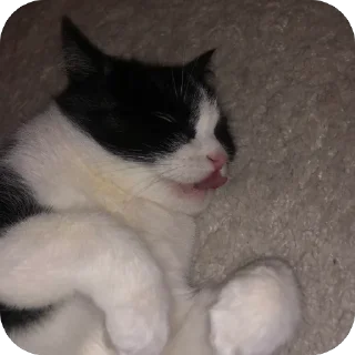 🐱 emoji мурка моя сладкая Telegram sticker 16 of 55