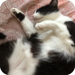 😴 emoji мурка моя сладкая Telegram sticker 5 of 55