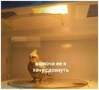 😖 emoji Какой же ты ущерб мать моя попугай Telegram sticker 11 of 52