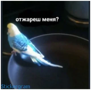 ❤️ emoji Какой же ты ущерб мать моя попугай Telegram sticker 16 of 52
