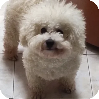 🐶 emoji Ницше Telegram sticker 24 of 56