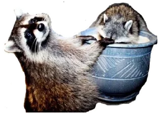 😋 emoji Енот Telegram sticker 8 of 22