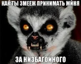 😀 emoji Енот Telegram sticker 6 of 94