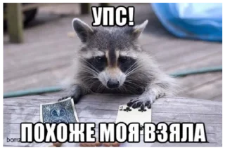 🏆 emoji Енот Telegram sticker 6 of 37