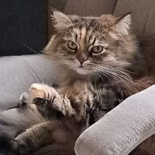 😾 emoji ТР-21 зе бест Telegram sticker 20 of 33