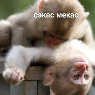 😄 emoji для зай Telegram sticker 15 of 18