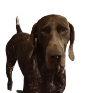 🐶 emoji michclaim combinare Telegram sticker 13 of 120