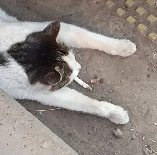 Sticker from Котики