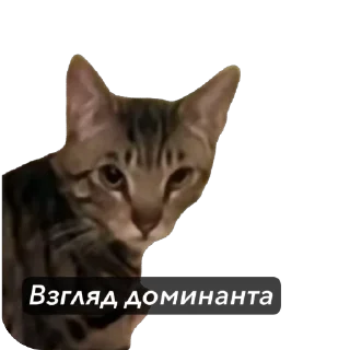 🫥 emoji Ебать некит наклепал херни Telegram sticker 7 of 107