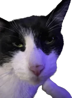 😼 emoji yEva Telegram sticker 9 of 51