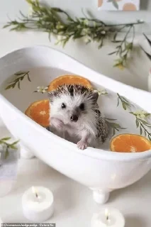 🦔 emoji Ежики Telegram sticker 18 of 31