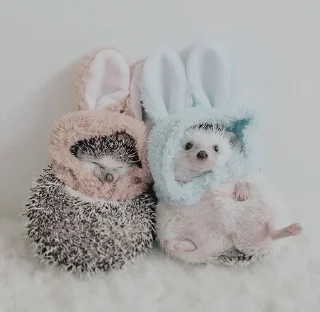 🦔 emoji Ежики Telegram sticker 21 of 31