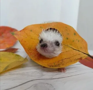 🦔 emoji Ежики Telegram sticker 11 of 31