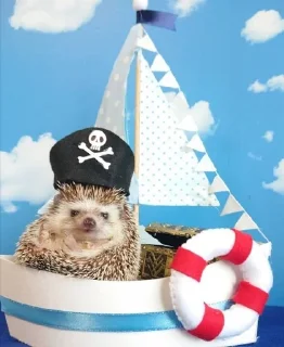🦔 emoji Ежики Telegram sticker 9 of 31