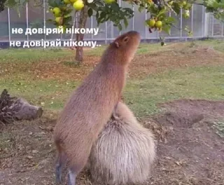 🤫 emoji на случай важных переговоров Telegram sticker 24 of 42