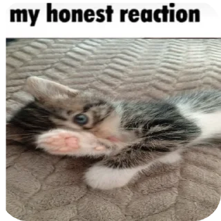 🐱 emoji Пушистек Telegram sticker 7 of 13