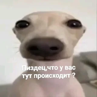 😐 emoji Ёу, это стикерв Telegram sticker 11 of 73