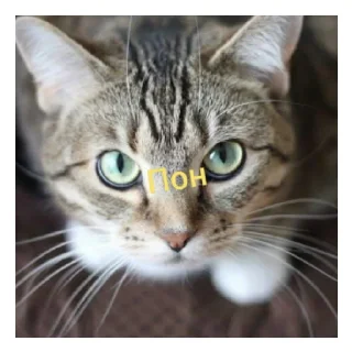 😐 emoji 3 часть, стикеры от @MercuriiX Telegram sticker 24 of 57