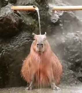🚿 emoji бобер за компом Telegram sticker 21 of 60