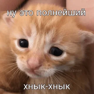 Sticker from смешнявки с пинтереста ⛄️ б/у エンヂアイ