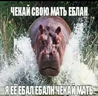 🤰 emoji У Вас мать сгорела Telegram sticker 19 of 51