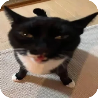 🐱 emoji Трушок @Evil_Scream Telegram sticker 9 of 110