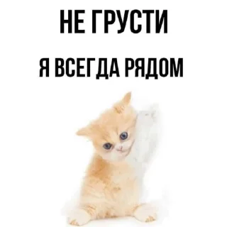 🥺 emoji мяяу Telegram sticker 5 of 120