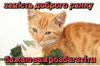 🐱 emoji By @GUS_K1R part 10 Telegram sticker 7 of 120