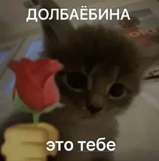 🌹 emoji luv 🐈‍⬛🐾 :: @murzxc Telegram sticker 14 of 120