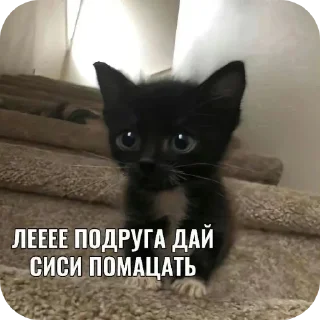 🐱 emoji wy so seriouxx? Telegram sticker 8 of 54