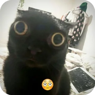 🐱 emoji ОРБИСКА @stickrubot Telegram sticker 4 of 57