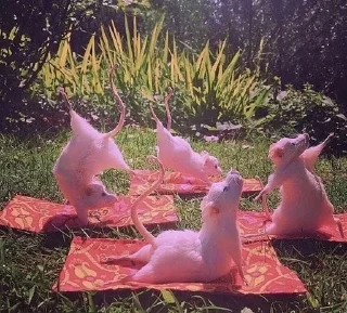 🐁 emoji хуета Telegram sticker 19 of 48
