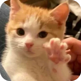 🐱 emoji кисячим Telegram sticker 17 of 25