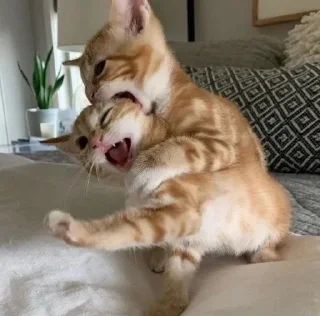 🥰 emoji кисячим Telegram sticker 5 of 25