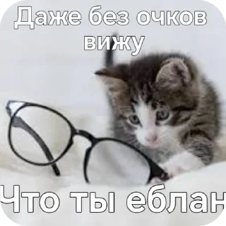🐱 emoji котикам похуй Telegram sticker 6 of 36