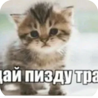 🐱 emoji котикам похуй Telegram sticker 21 of 36