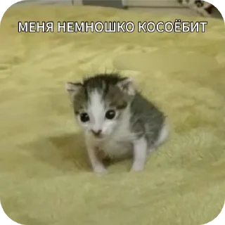 🐱 emoji котикам похуй Telegram sticker 9 of 36