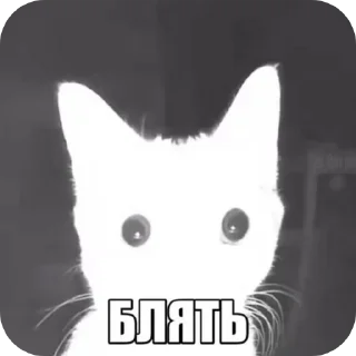 🐱 emoji котикам похуй Telegram sticker 13 of 36