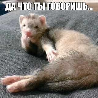 🤔 emoji @citatyanimal Хорьки Telegram sticker 17 of 31