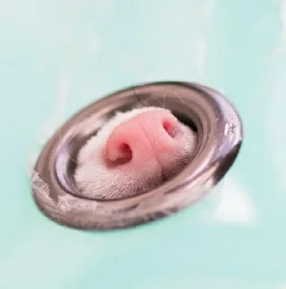 👃 emoji Хорячьи шлепки Telegram sticker 9 of 93