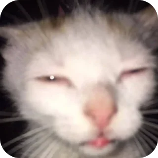 🐱 emoji я писька? Telegram sticker 17 of 45