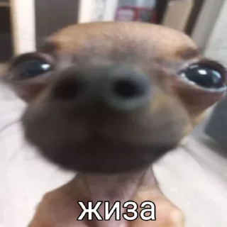 💗 emoji Бебрик Юми Telegram sticker 23 of 26