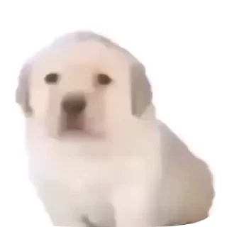 🌻 emoji Москалі то хворі люди. Telegram sticker 14 of 15